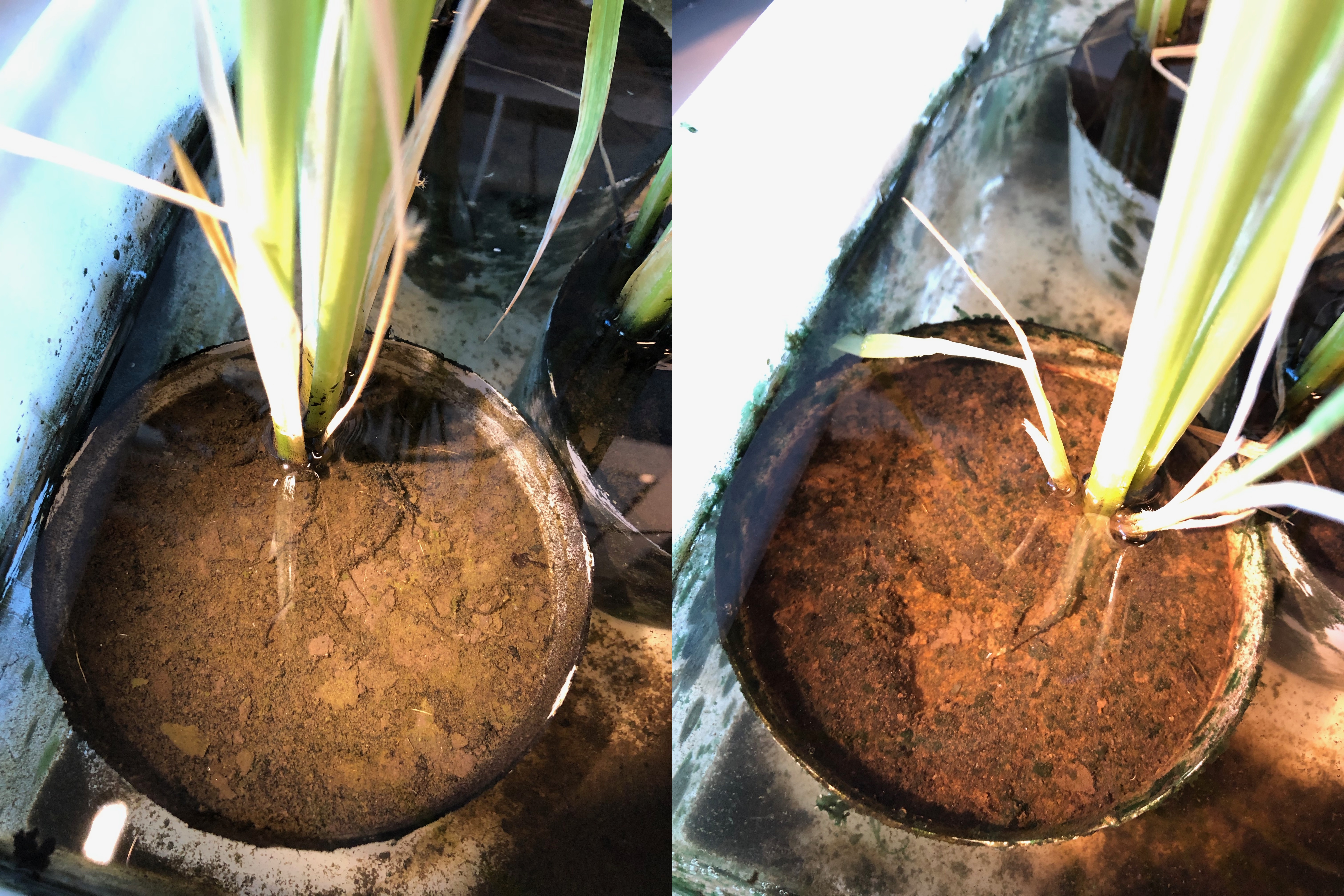 To risplanter i hver sin potteplante fotograferet oppefra.