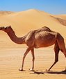 En dromedar går i ørkensand.