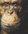 Chimpanse-alfahannen Carl.