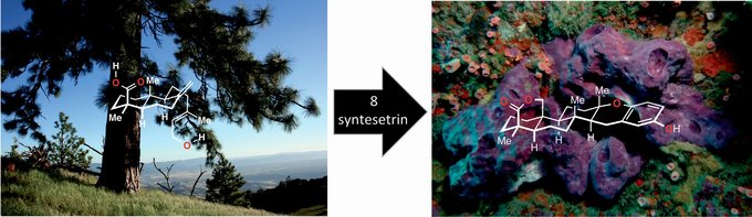 Med kun otte syntesetrin er det lykkedes kemikere fra Aarhus Universitet at omdanne giftstoffet fra et amerikansk fyrretræ til et bioaktivt stof fra en havsvamp. Grafik: Thomas Poulsen