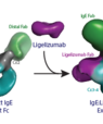 Den første tredimensionelle struktur af IgE antistoffet, som udløser allergiske reaktioner. Til venstre ses de eksperimentelle data opnået ved hjælp af elektromikroskopi, som førte til den tredimensionelle struktur af IgE. Til højre de tilsvarende eksperi