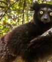 [Translate to English:] Indri på Madagaskar er den største levende lemur. Den er også kritisk truet og meget evolutionært distinkt.