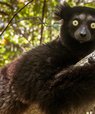 Indri på Madagaskar er den største levende lemur. Den er også kritisk truet og meget evolutionært distinkt.