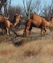 Forvildede kameler går rundt i Australiens outback, link til foto.