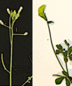 [Translate to English:] Almindelig gåsemad (Arabidopisis thaliana) (til venstre) og japansk kællingetand (Lotus japonicus) (til højre). Foto: Ke Tao og Niels Sandal.