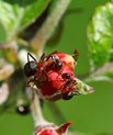 [Translate to English:] To myrer på en blomsterknop