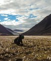 Signe Normand fra Aarhus Universitet indsamler prøver af planter i våd tundra i Nordøstgrønland.