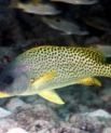 [Translate to English:] Undervandsfoto af en gul fisk med sorte pletter.