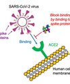 [Translate to English:] Grafik viser et molekyle blokere et Corona-virus adgang til at binde sig til en cellemembran.