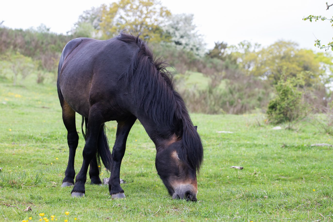 A black horse grazing in a meadow