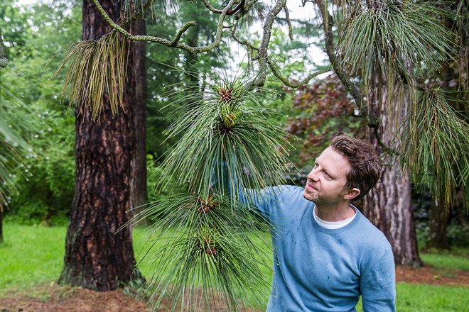 Pinus Ponderosa gror i Nordamerika - og er plantet enkelte steder i Danmark, hvor den kaldes Gul Fyr. Her har Thomas Poulsen fundet et velvoksent eksemplar i Forstbotanisk Have i Aarhus. Foto: Lars Kruse, Aarhus Universitet