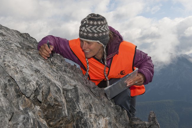 Dr. Sonja Wipf identificerer en lillebitte plante af Draba-slægten på toppen af Piz Murtér i Schweiz, 2.836 meter over havets overflade. Foto: Hans Lozza, Parc Naziunal Svizzer.