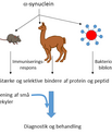 Grafik viser arbejdsgangen fra a-synuclein over mus og lama til diagnose og behandling af parkinsonisme.