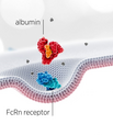 Skematisk præsentation af albumin-molekyle, som interagerer med den neonatale FcRn receptor. Grafik: Albumedix Ltd.
