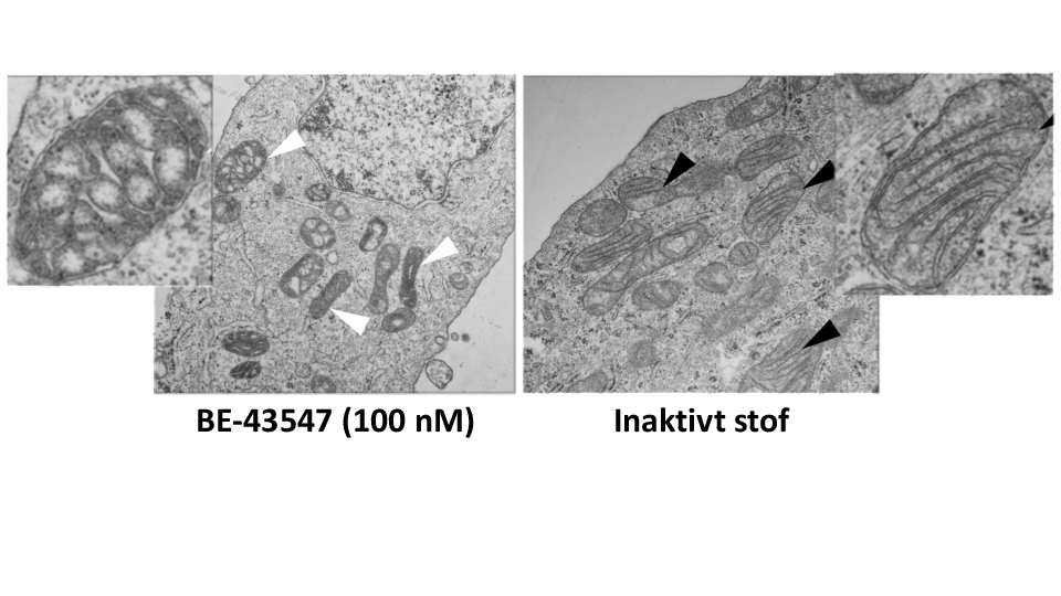 Hvert af de to elektronmikroskopier viser udsnit af en kræftcelle, der har været uden ilt i fire timer, samt et nærbillede af et mitokondrie i den pågældende celle. Cellen til venstre er behandlet med BE-43547, mens den til højre er behandlet med en inakt