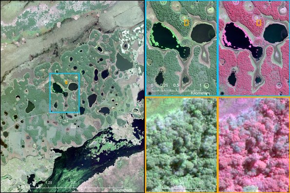 Worldview 3 satellitbillede fra Corrientes, Argentina. Billederne til venstre vises i et format af synligt lys (RGB), mens billederne med de røde nuancer er infrarød.