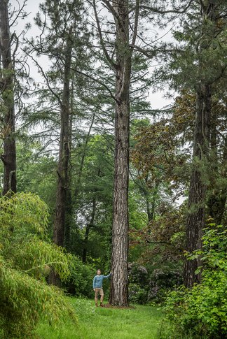Få eksemplarer af Gul Fyr i Danmark er blevet så høje som dem i Forstbotanisk Have i Aarhus. Fyren til venstre for træet er Thomas Poulsen. Foto: Lars Kruse, Aarhus Universitet