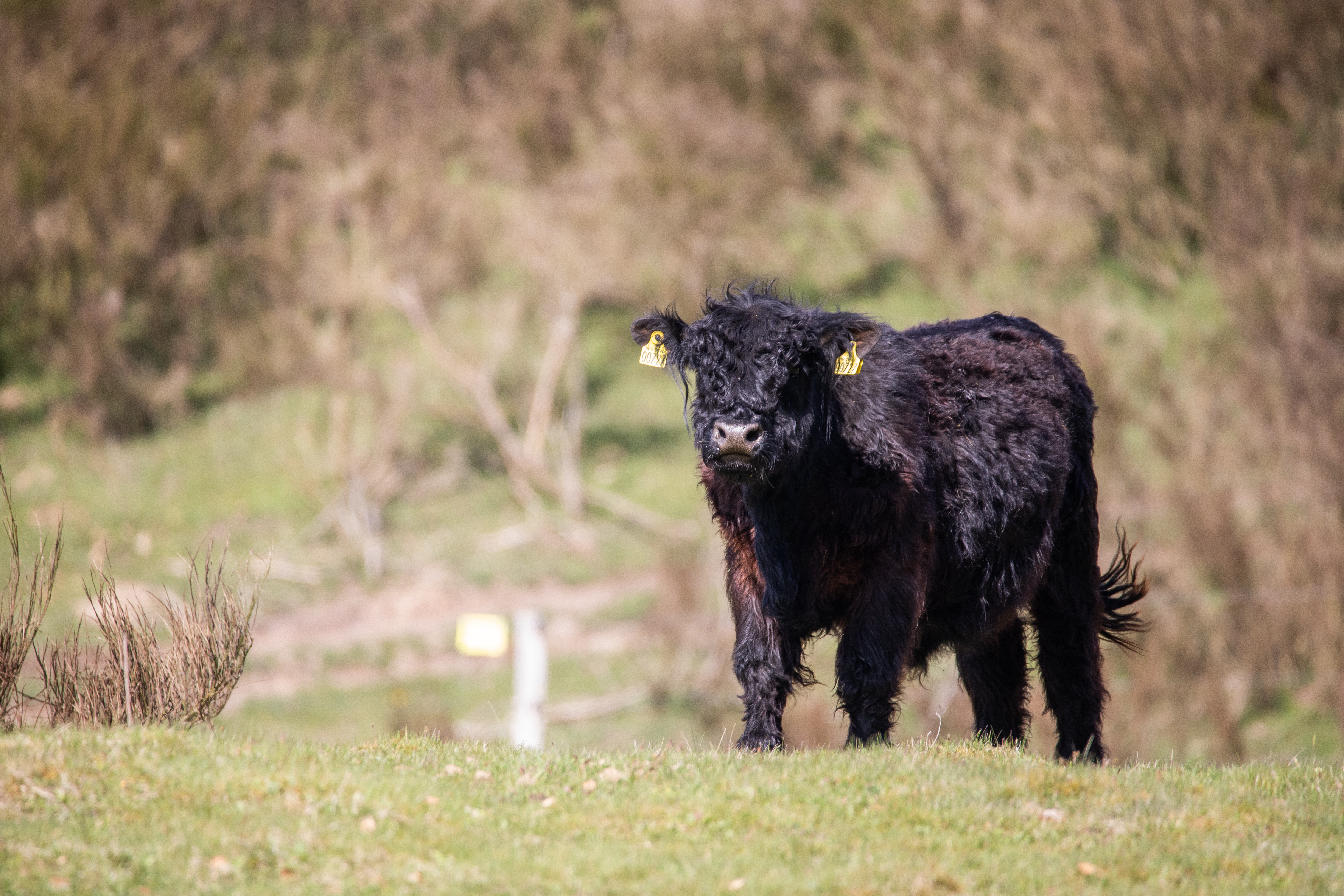 A black bull with curly fur standing in a meadow