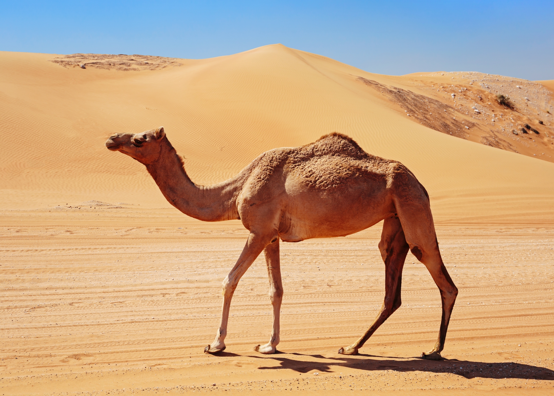 [Translate to English:] En dromedar går i ørkensand.