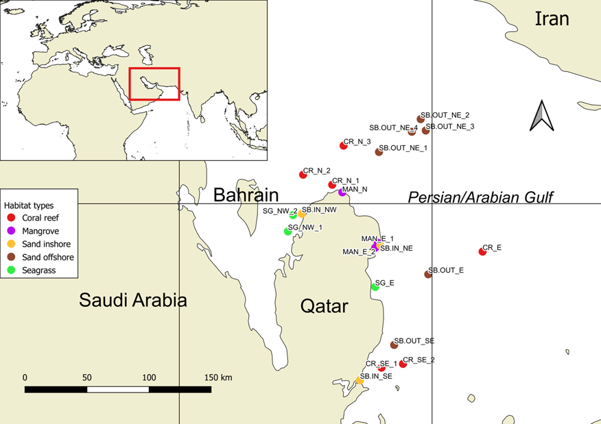 Et kort over den Persiske Golf, hvor prikker i fem forskellige farver angiver, hvor forskerne har taget prøver i farvandet omkring Qatar.