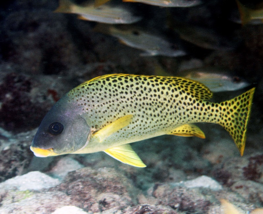 Undervandsfoto af en gul fisk med sorte pletter.