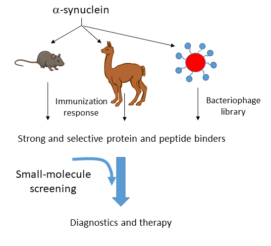 Graphic shows the research work flow from alpha-synuclein via mice and llamas to diagnostics and treatment og Parkinson's disease.