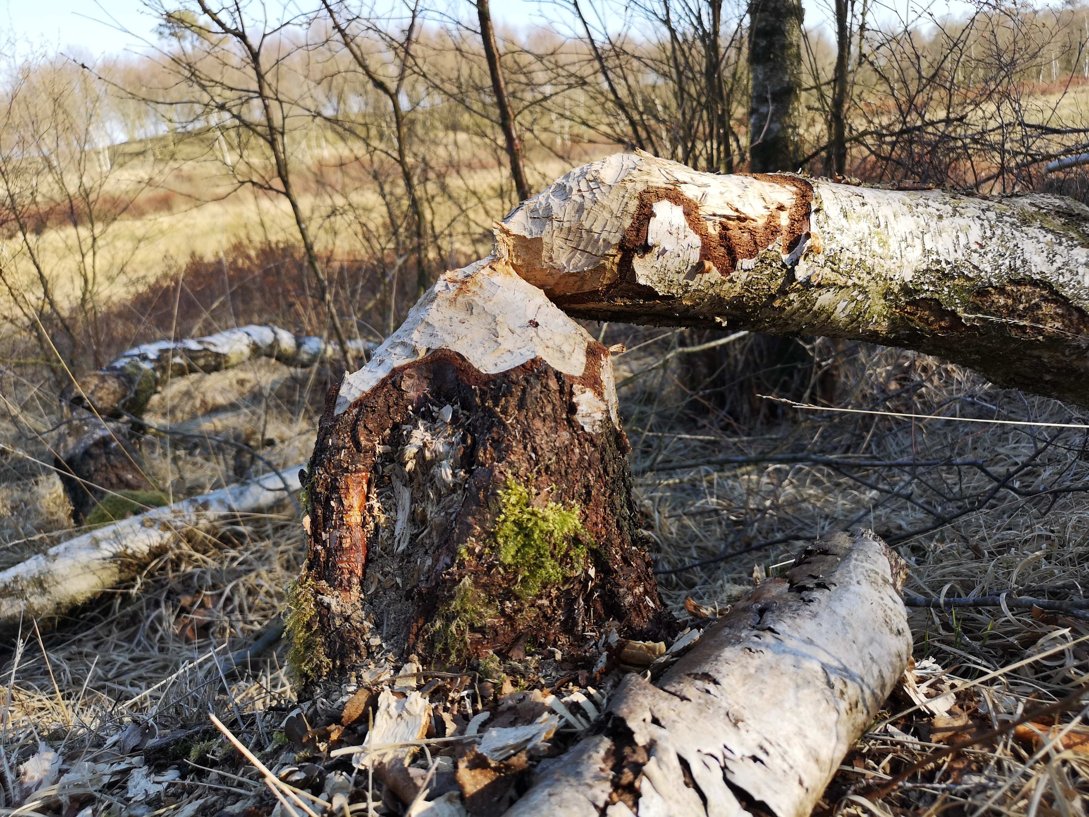 Et træ fældet af en bæver.