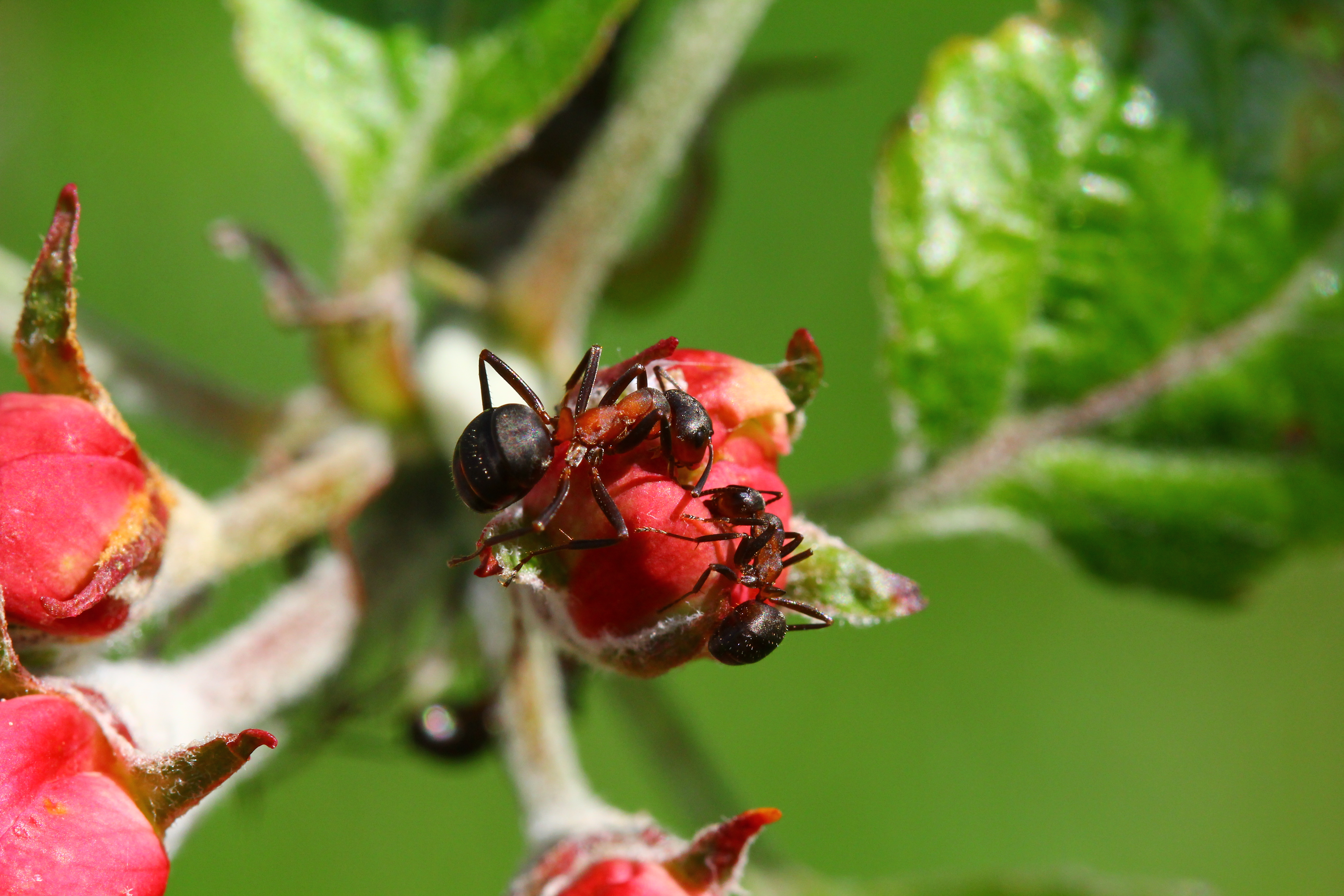 To myrer på en blomsterknop
