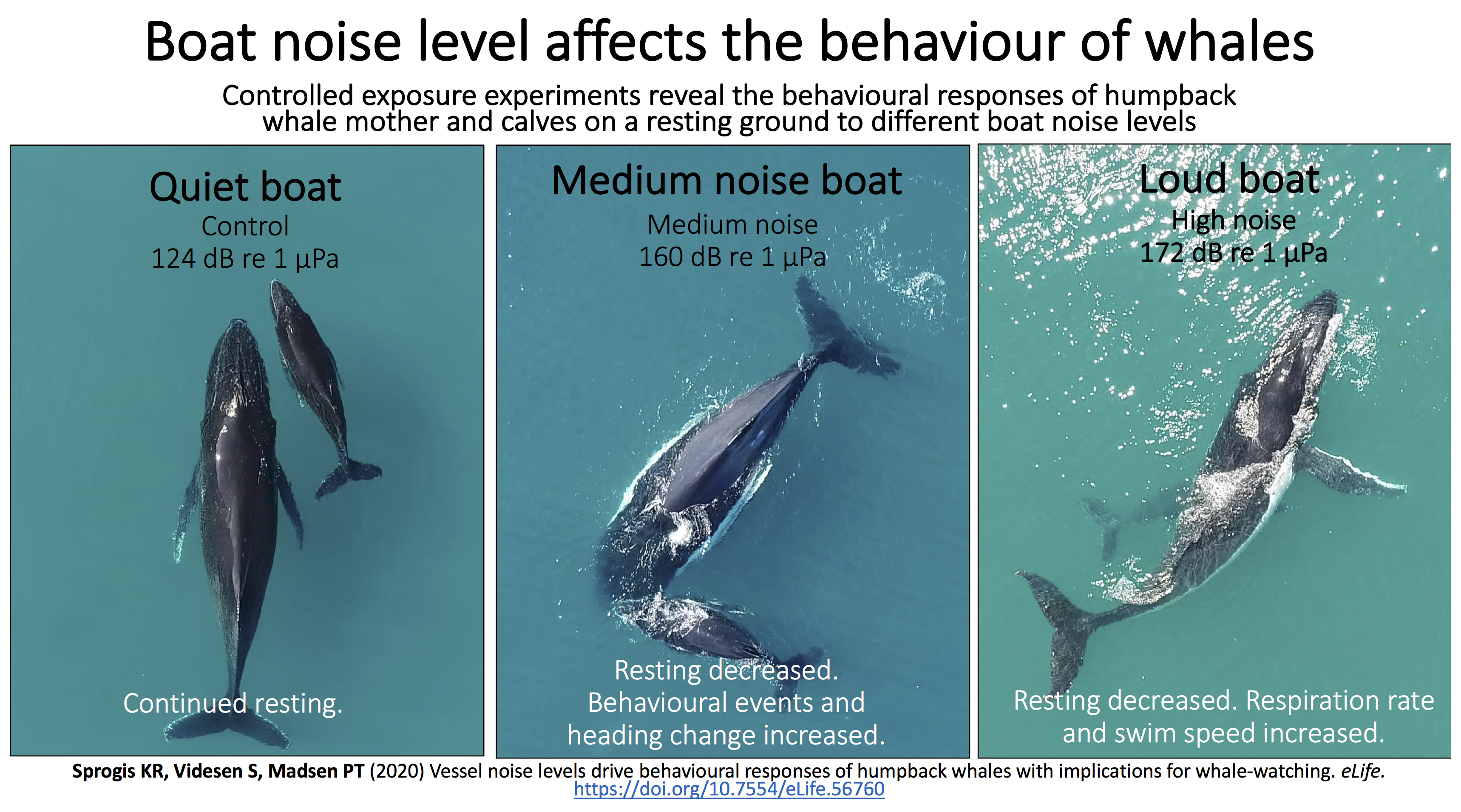 [Translate to English:] En stor og en lille hval i en serie med tre fotos: Til venstre hviler de, i midten og til højre er de i færd med at dykke.