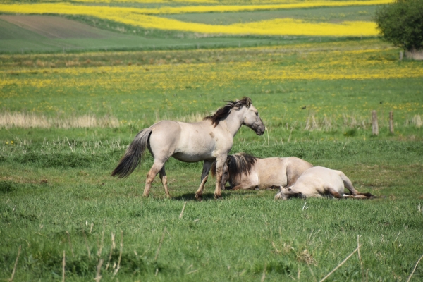 [Translate to English:] Rewilding med Konikheste i Geding-Kasted Mose, Aarhus, Danmark. Foto: Jens Christian Svenning