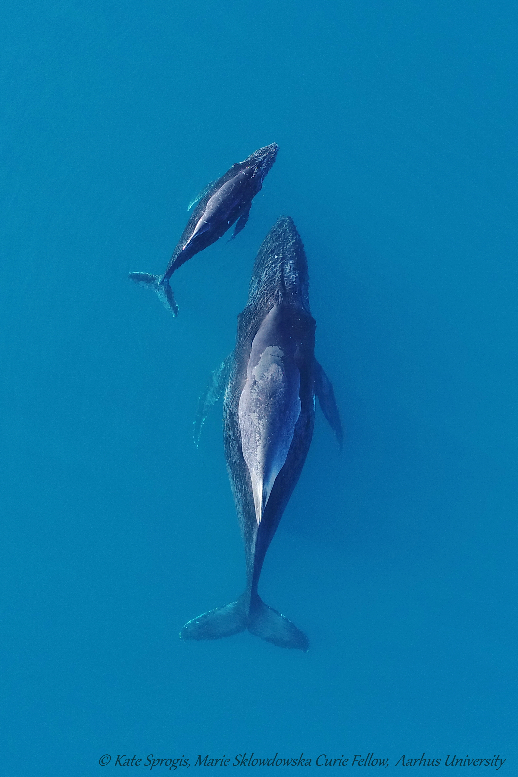 [Translate to English:] En stor og lille pukkelhval hviler sig i blåt vand, set ovenfra.