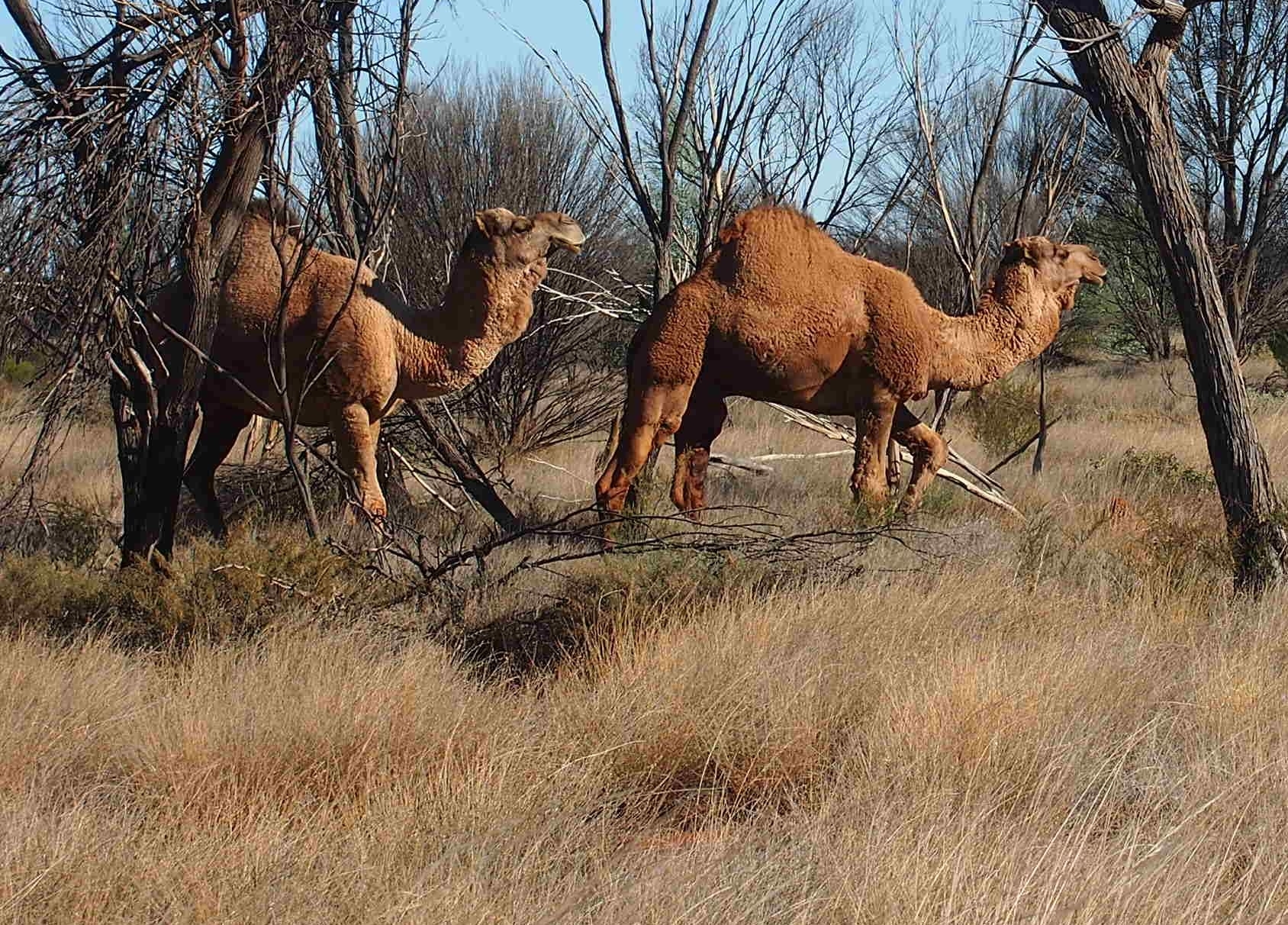 Forvildede kameler går rundt i Australiens outback, link til foto.