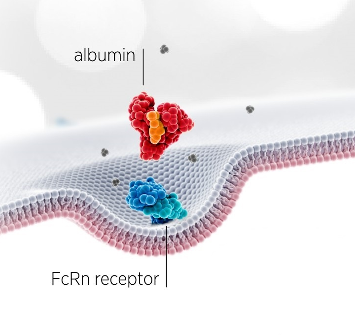 Skematisk præsentation af albumin-molekyle, som interagerer med den neonatale FcRn receptor. Grafik: Albumedix Ltd.