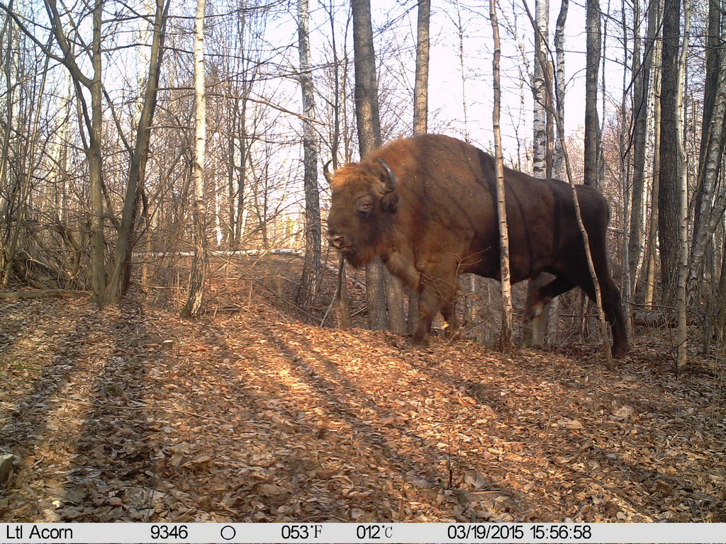 En bison i en skov