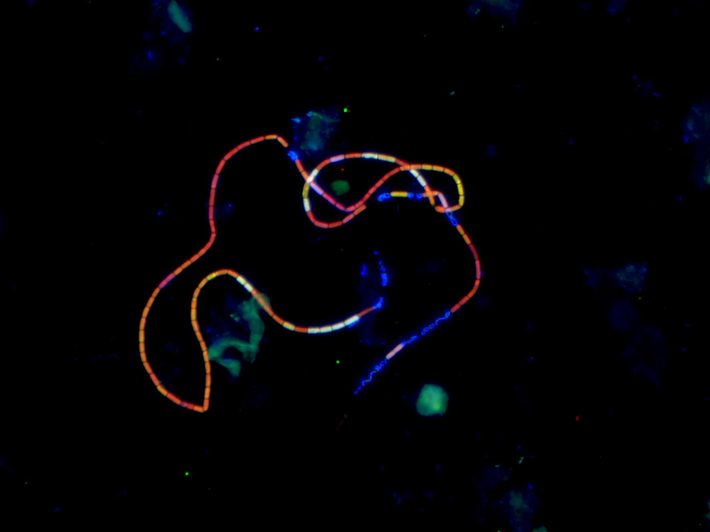 Farvning af forskellige dele af arvematerialet (DNA og RNA) viser store forskelle mellem cellerne i en kabelbakterie og en tiltrækning af helt andre bakterier, som måske har elektrisk samarbejde med kabelbakterierne. Foto: Britta Poulsen.