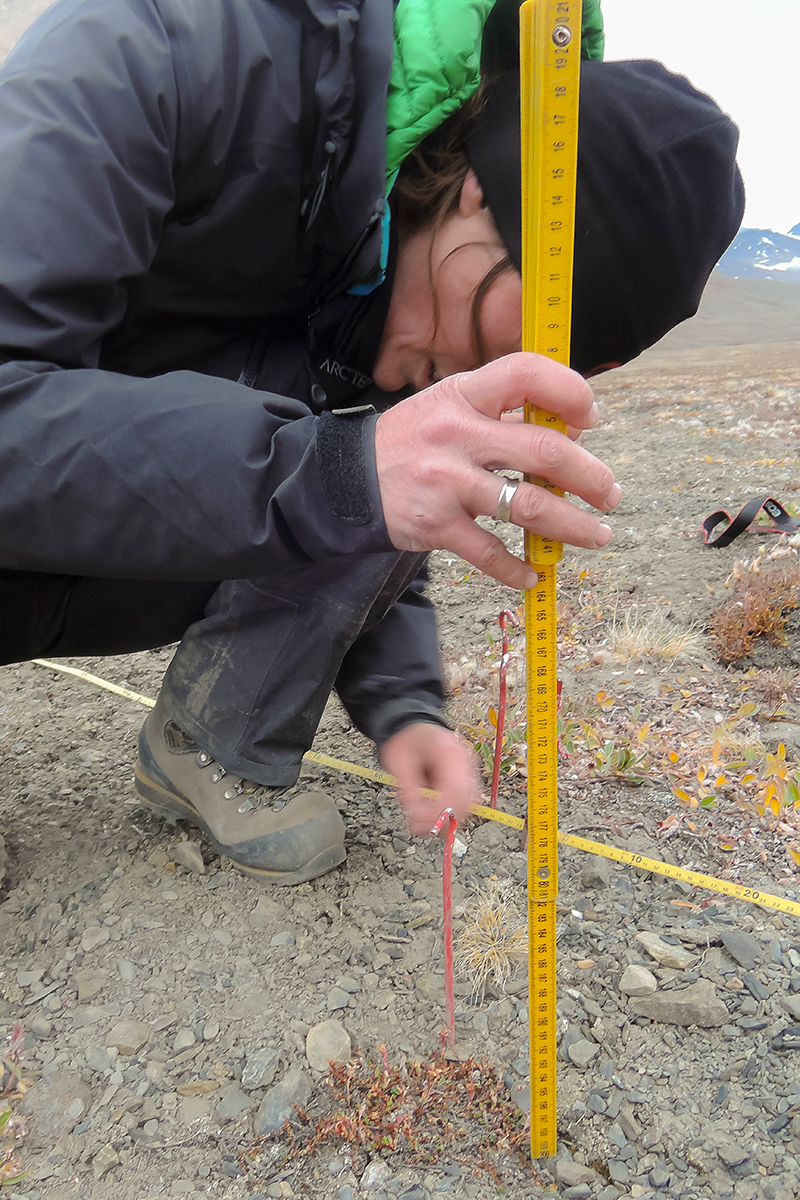 Signe Normand måler med en tommestok højden af purpur-stenbræk i Nordøstgrønland.