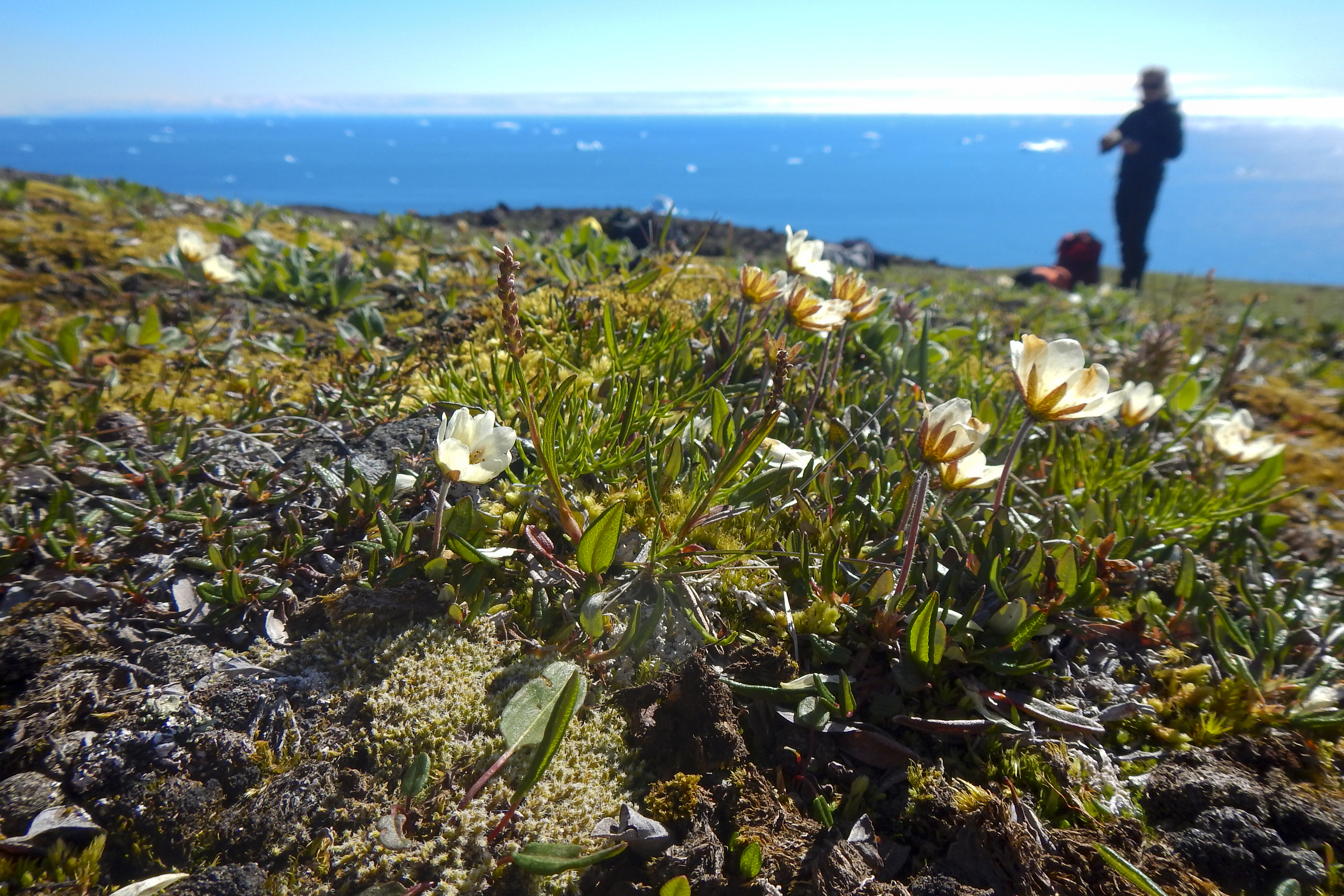 Nærbillede af blomstrende grønlandsk fjeldsimmer ved Disko-øens kyst, med havet i baggrunden.