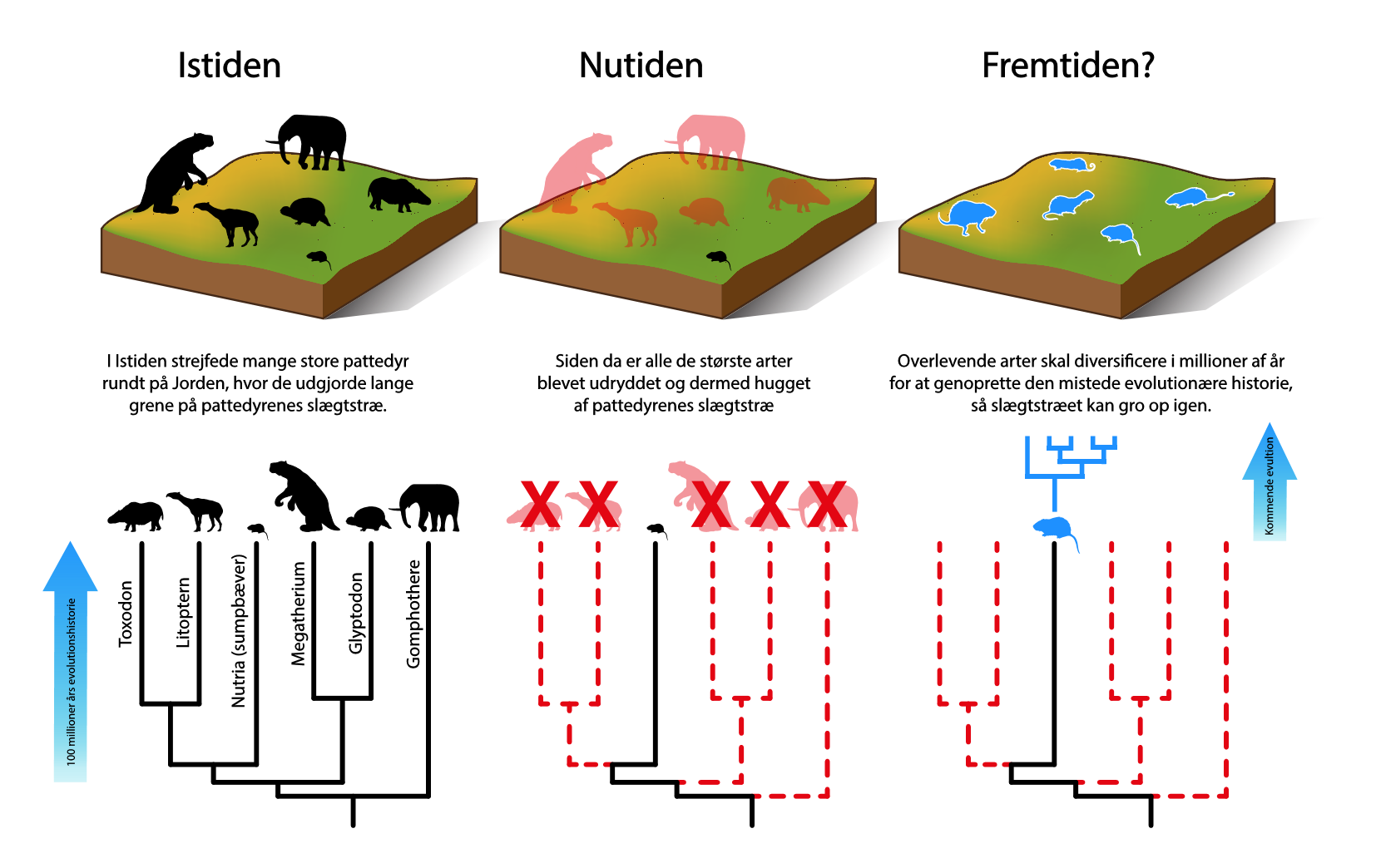 En illustration af, hvordan de mindre pattedyr – her en sumpbæver (Nutria) – må udvikle sig og diversificere de næste 3-5 mio. år for at rette op på tabet af de store pattedyr. Grafik: Matt Davis, Aarhus Universitet.